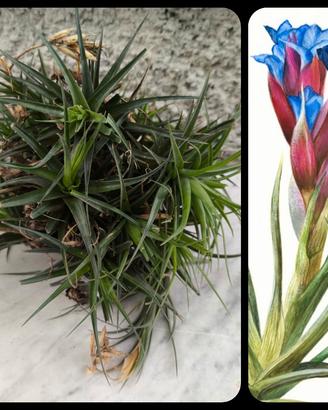 Cespuglio Tillandsia Aeranthos