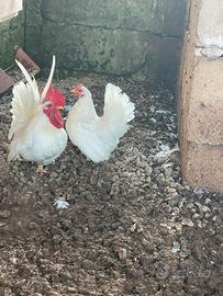 Galline