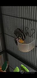 Petauro dello zucchero