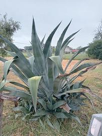 Agave americana