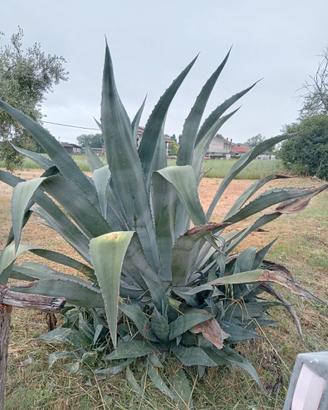 Agave americana