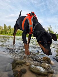 Pinscher per monta - disponibile