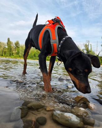 Pinscher per monta - disponibile