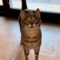 Adozione Eliot in casa: perfetto per famiglie