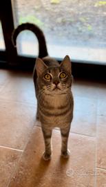 Adozione Eliot in casa: perfetto per famiglie