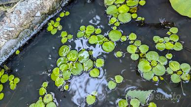 stock  Limnobium laevigatum stagno acquario piante