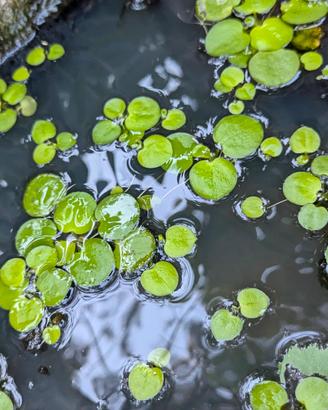 stock  Limnobium laevigatum stagno acquario piante
