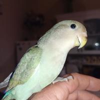 Pappagalli
