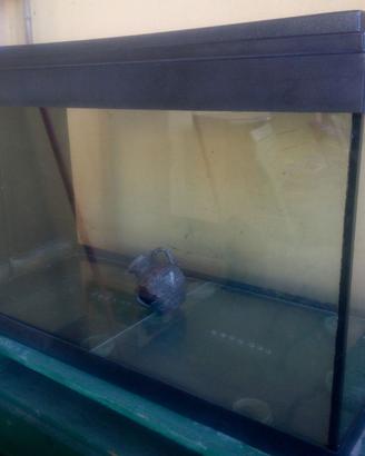 acquario