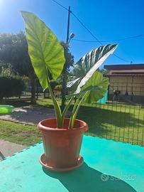 Pianta Alocasia 