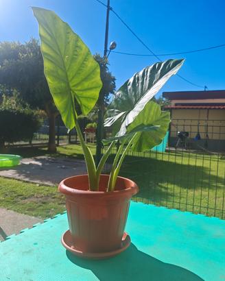 Pianta Alocasia 
