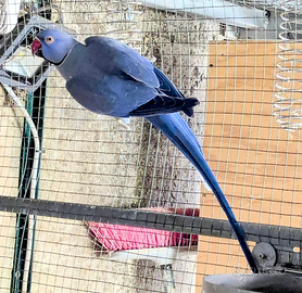 Coppia Riproduttrice Parrocchetto dal Collare