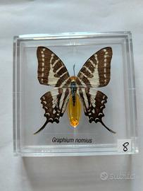 Farfalla da collezione.