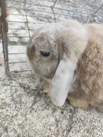 Conigli testa di leone/ariete