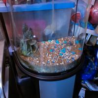 Acquario Tetra 40 LT