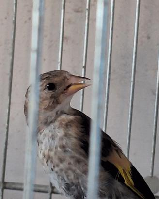 cardellina favata 2026