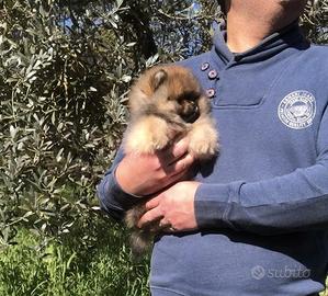 Pomerania Spitz orange con pedigree ENCI