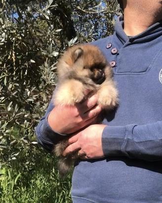 Pomerania Spitz orange con pedigree ENCI