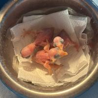 Pulli parrocchetto dal collare