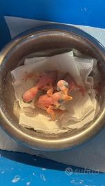 Pulli parrocchetto dal collare