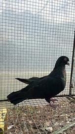 Colombo romano nero 2023