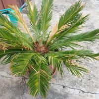 Cicas, pianta esotica giapponese di  quattro anni