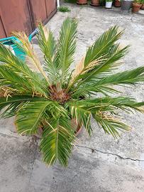 Cicas, pianta esotica giapponese di  quattro anni