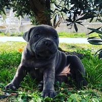 Cuccioli di staffy blue