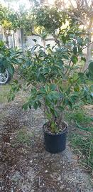 Albero di ficus