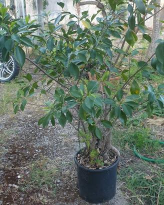 Albero di ficus