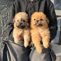 Spitz - Shih Tzu