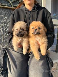 Spitz - Shih Tzu