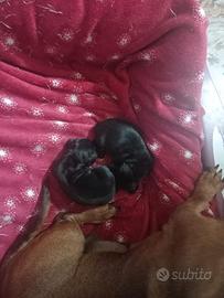 Cuccioli di bassotto tedesco