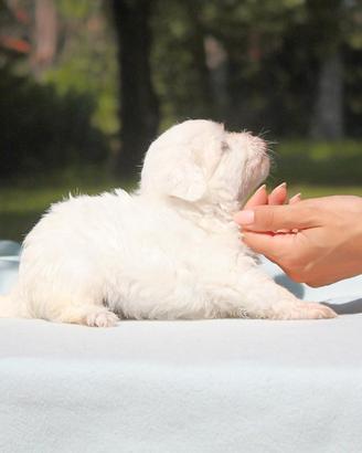 Cucciolo di Maltese
