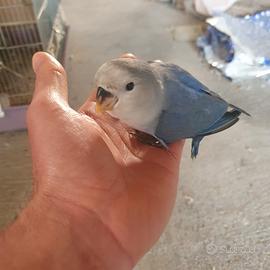 Inseparabili allevati a mano