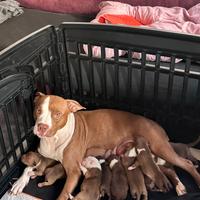 Cuccioli american pit bull terrier red nose