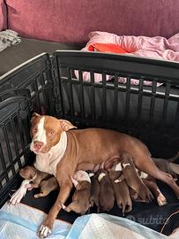 Cuccioli american pit bull terrier red nose