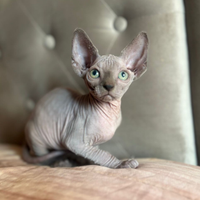 Sphynx