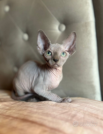 Sphynx