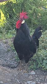 Gallo Ancona