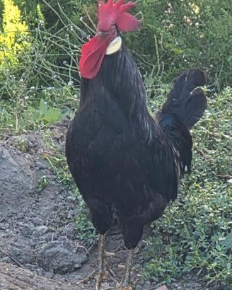 Gallo Ancona