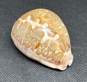 Conchiglia Leporicypraea Mappa Rosea - 70 mm circa