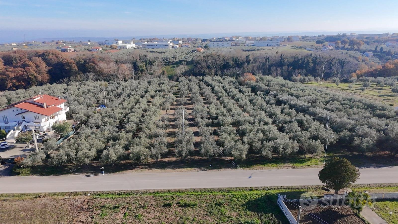 Ampio terreno agricolo di 3,2 Ettari con Uliveto - Vista 3