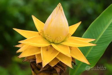 Banano da fiore Musella Lasiocarpa 