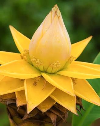Banano da fiore Musella Lasiocarpa 
