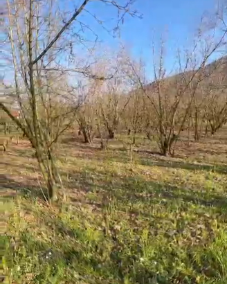 Terreno agricolo