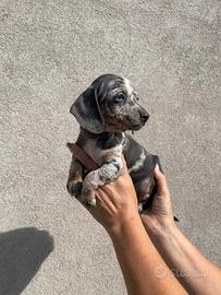 Cuccioli di bassotto