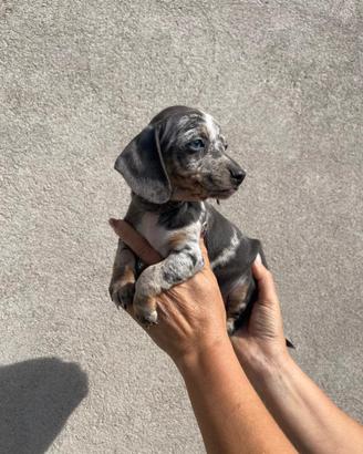 Cuccioli di bassotto