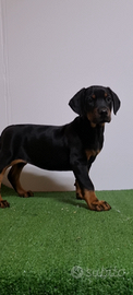 Dobermann pedigree ENCI