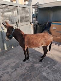 Cavallo asina